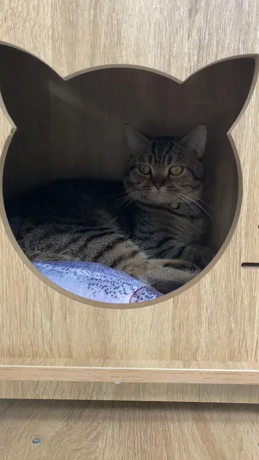 Hình ảnh Phòng khám thú y Pet Home