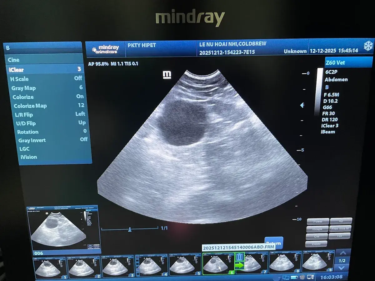 Hình ảnh Phòng Khám Thú Y Quận 6- HiPet ( Dời Về Quận 8). Vẫn có làm dịch vụ tại nhà cho khách ở Quận 6 Và Các Quận Lân Cận.