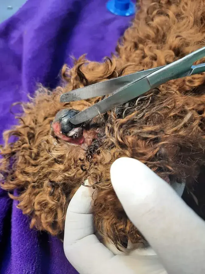 Hình ảnh PHÒNG KHÁM THÚ Y SÓC SƠN CUTE PET