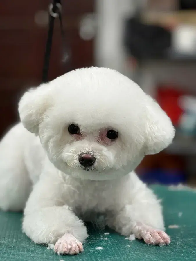 Hình ảnh Phòng Khám Thú Y Sunny Pet