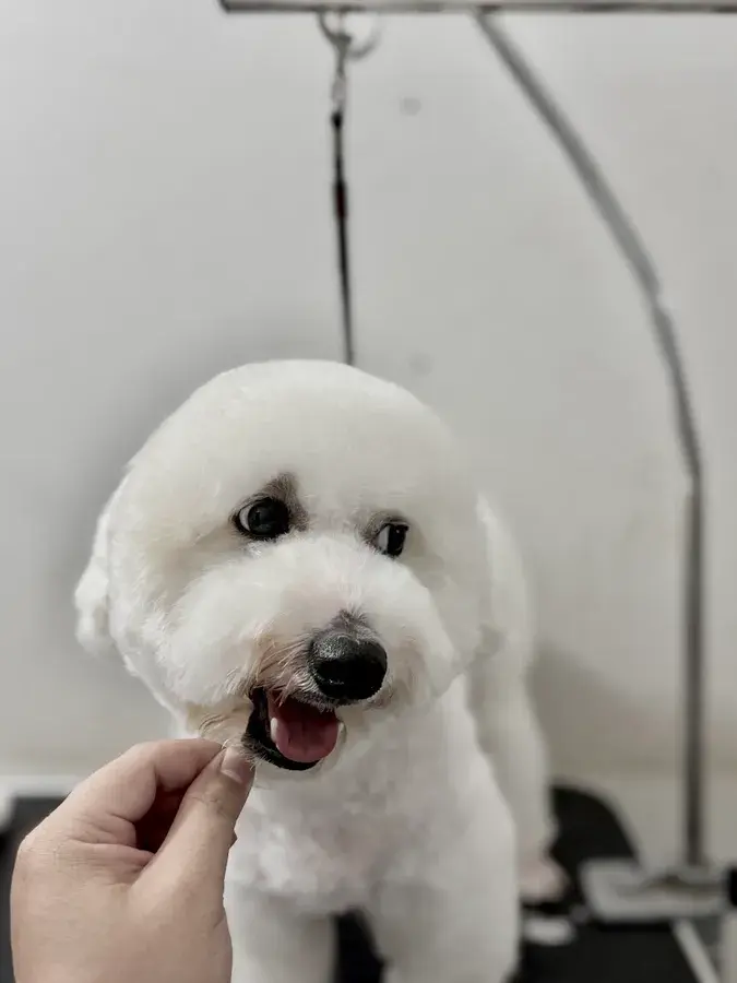 Hình ảnh Phòng Khám Thú Y T8 PET