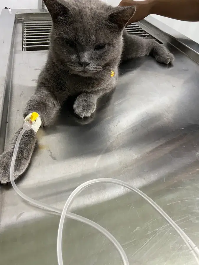 Hình ảnh Phòng Khám Thú Y Tâm An pet