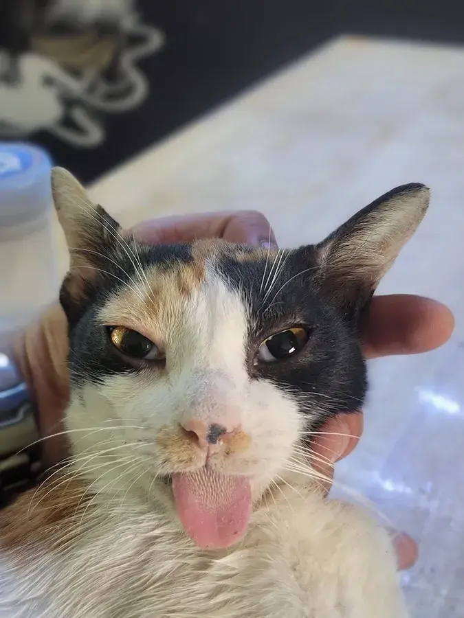 Hình ảnh Phòng khám Thú Y Tini Vet