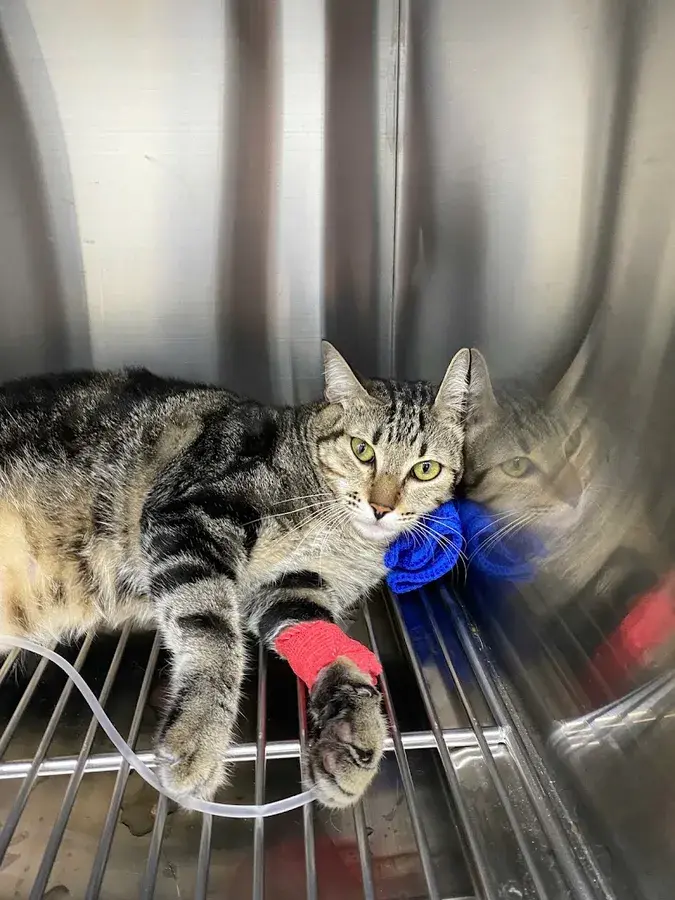 Hình ảnh Phòng khám Thú Y TiTan Pet