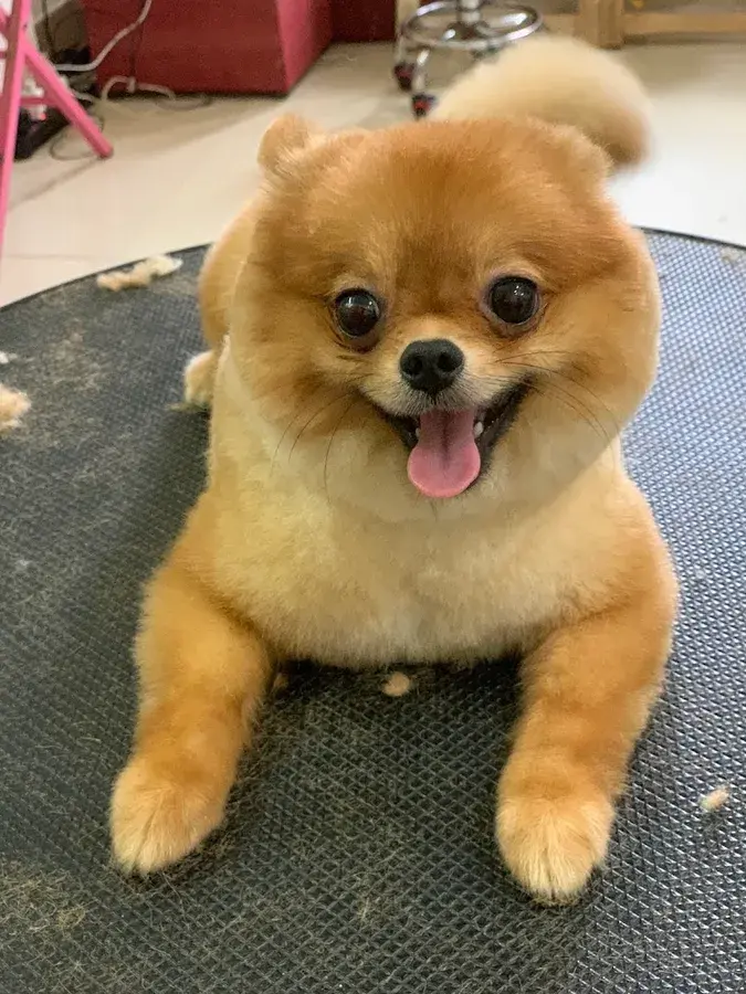 Hình ảnh Phòng khám Thú Y VH-PET