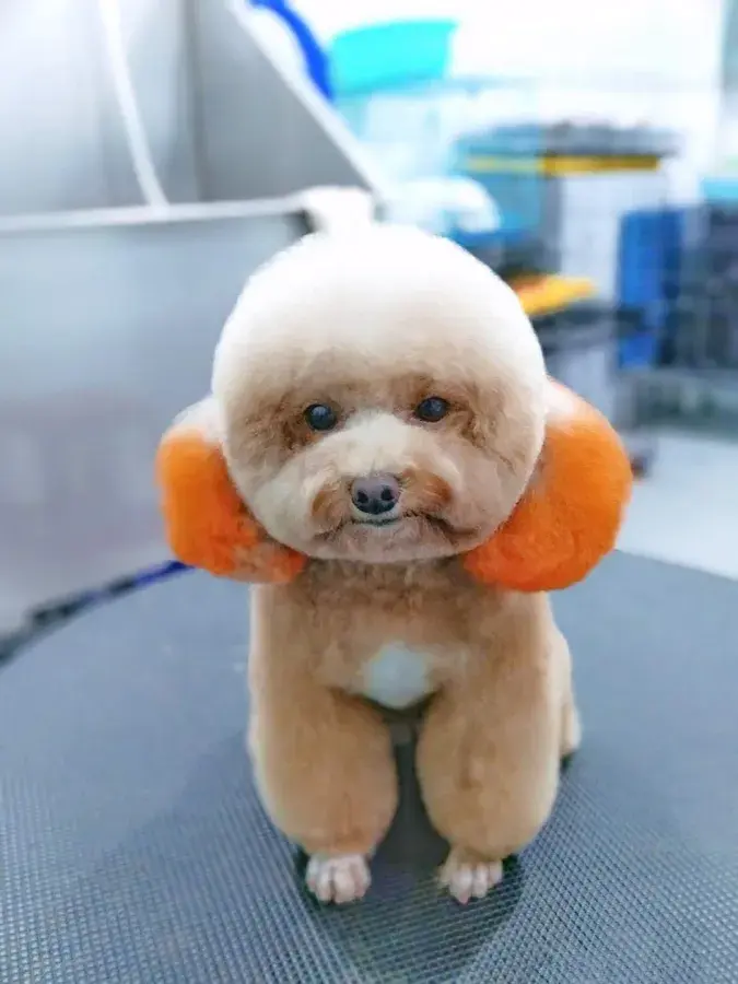 Hình ảnh Phòng Khám Thú Y Vinhloc Pet Family