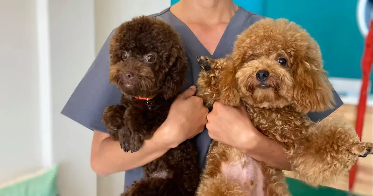 Hình ảnh Phòng Khám Thú Y VSA | Điều Trị Pet Quận 10 | Spa Thú Cưng Quận 10 | VSA Pet Clinic Quận 10