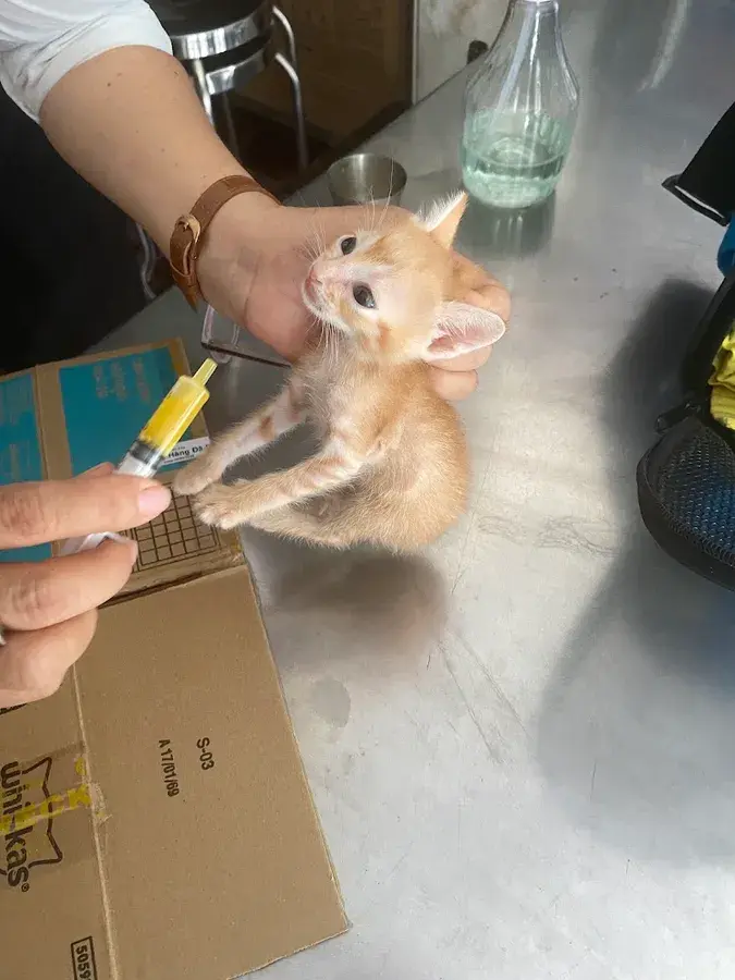 Hình ảnh Phòng Mạch Thú Y Bác Sĩ Kim Anh