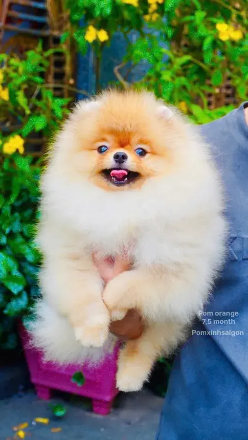 Hình ảnh Pom Xinh Sài Gòn