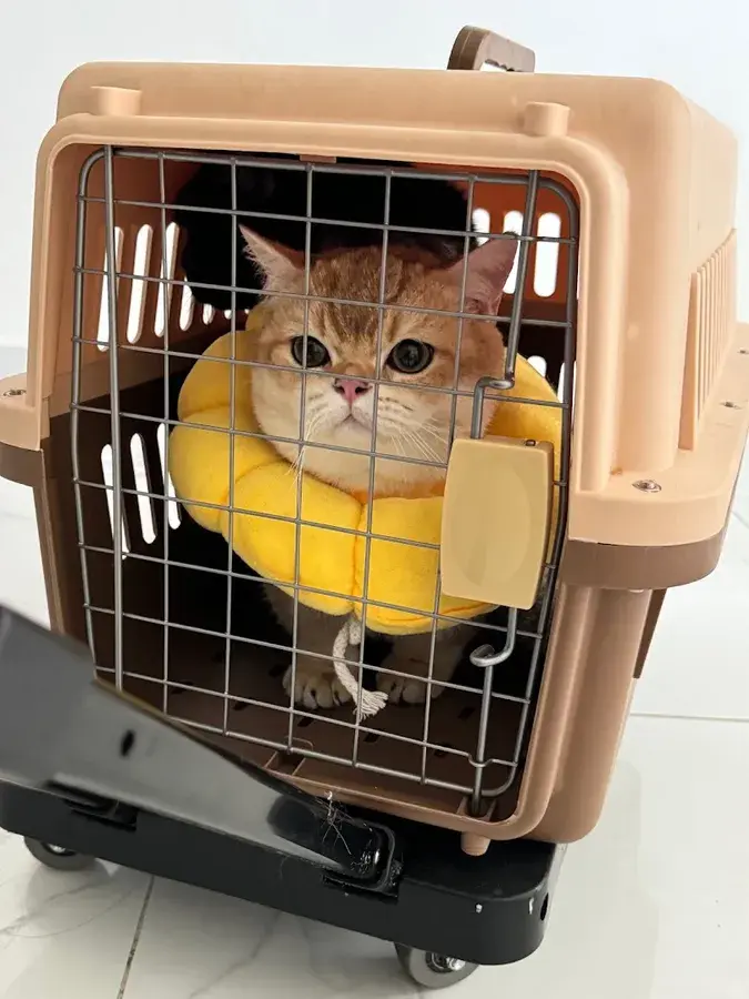 Hình ảnh SaiGon International Veterinary