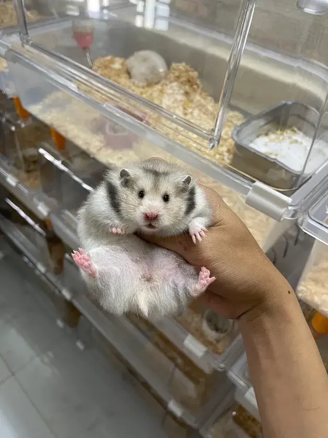 Hình ảnh Shop hamster Duy Tiên