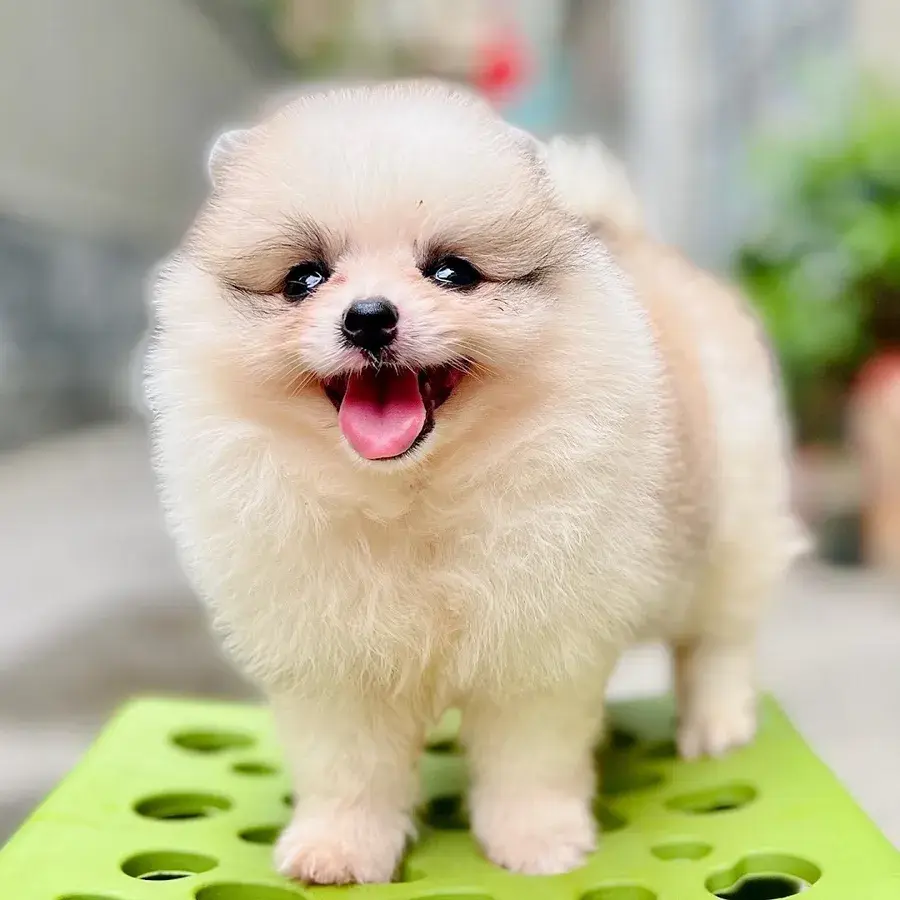 Hình ảnh Shop thú cưng HOST DOG