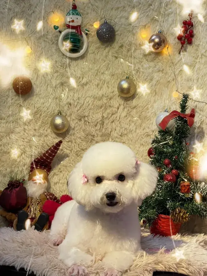 Hình ảnh SOC PET GROOMING