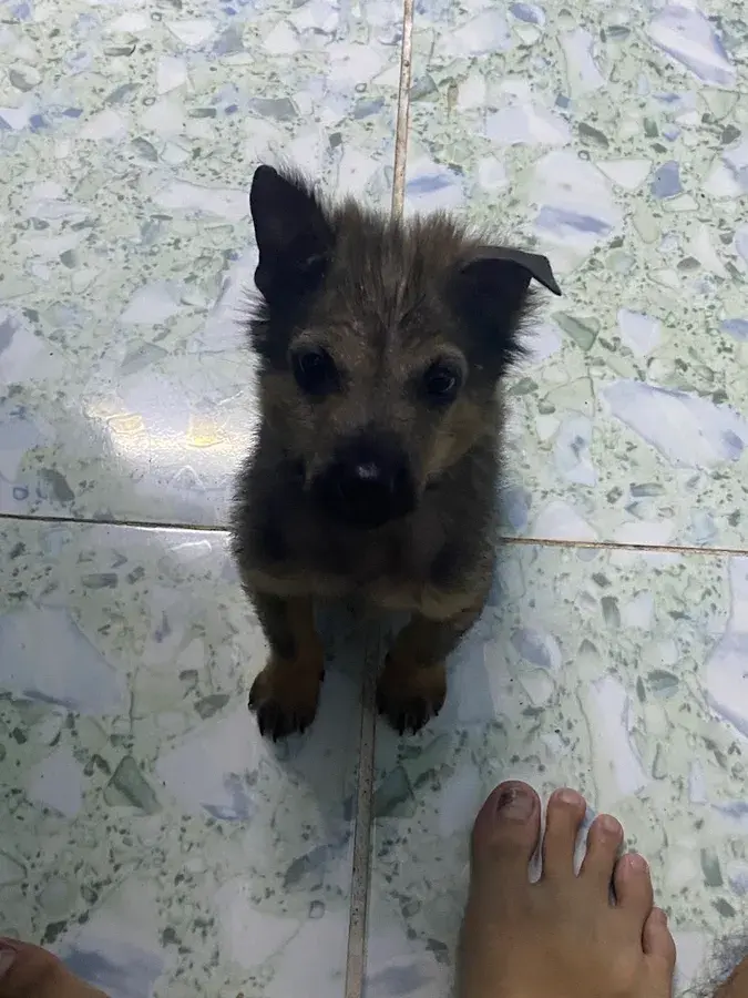 Hình ảnh Thú Y 3B