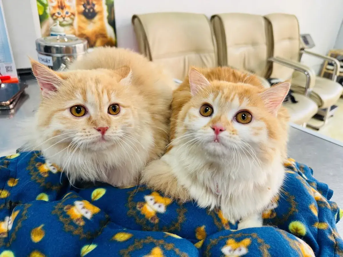 Hình ảnh Thú Y Cộng Đồng