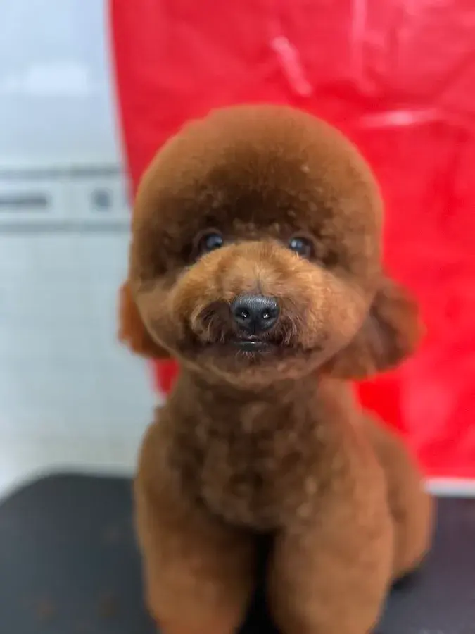 Hình ảnh Thú Y NUTA - Chẩn đoán, Điều trị & Xét nghiệm, Spa & Grooming