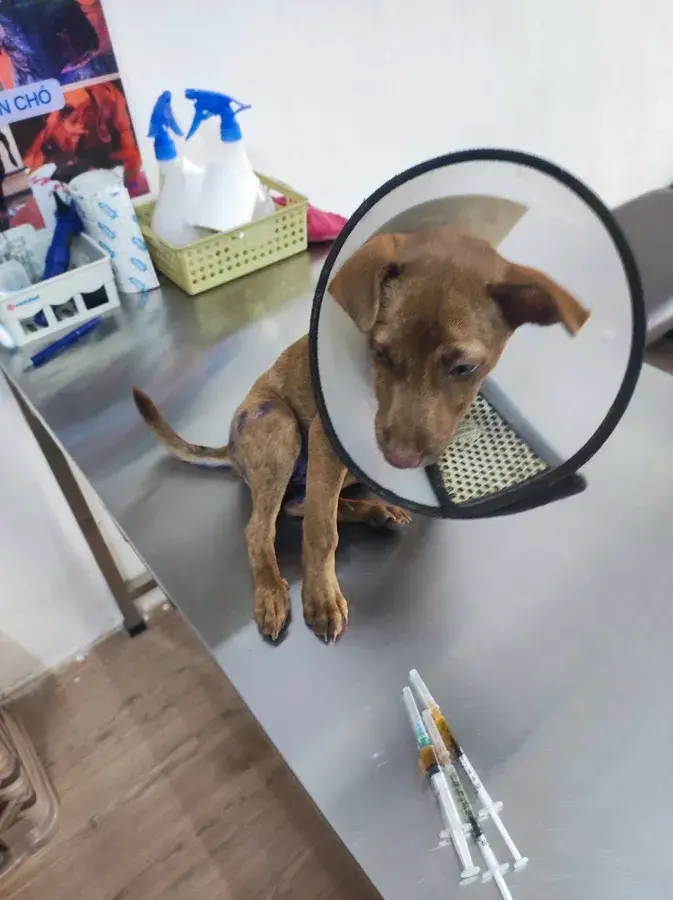 Hình ảnh Thú Y Pet360 Đinh Bộ Lĩnh -Cầu quay Mỹ Tho