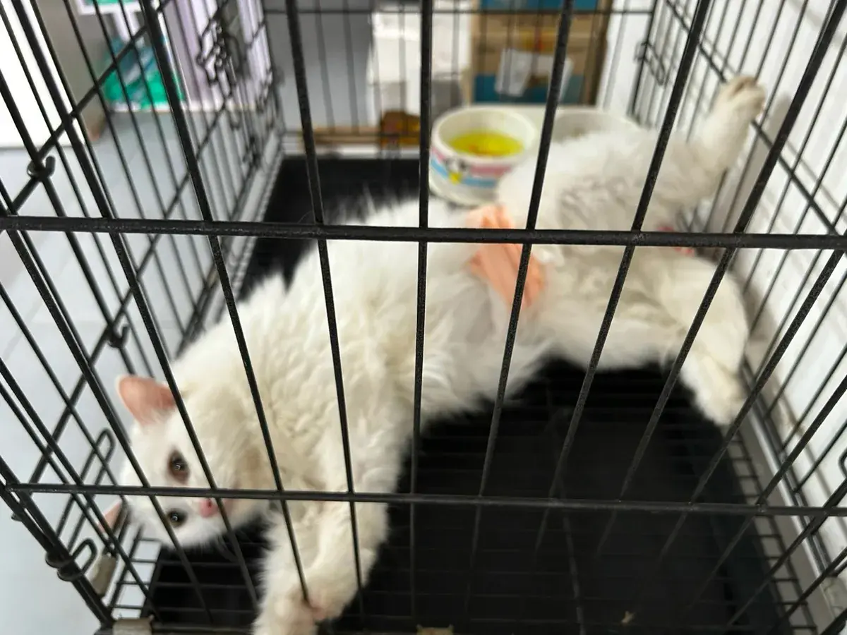 Hình ảnh Thú Y PetLove Hospital