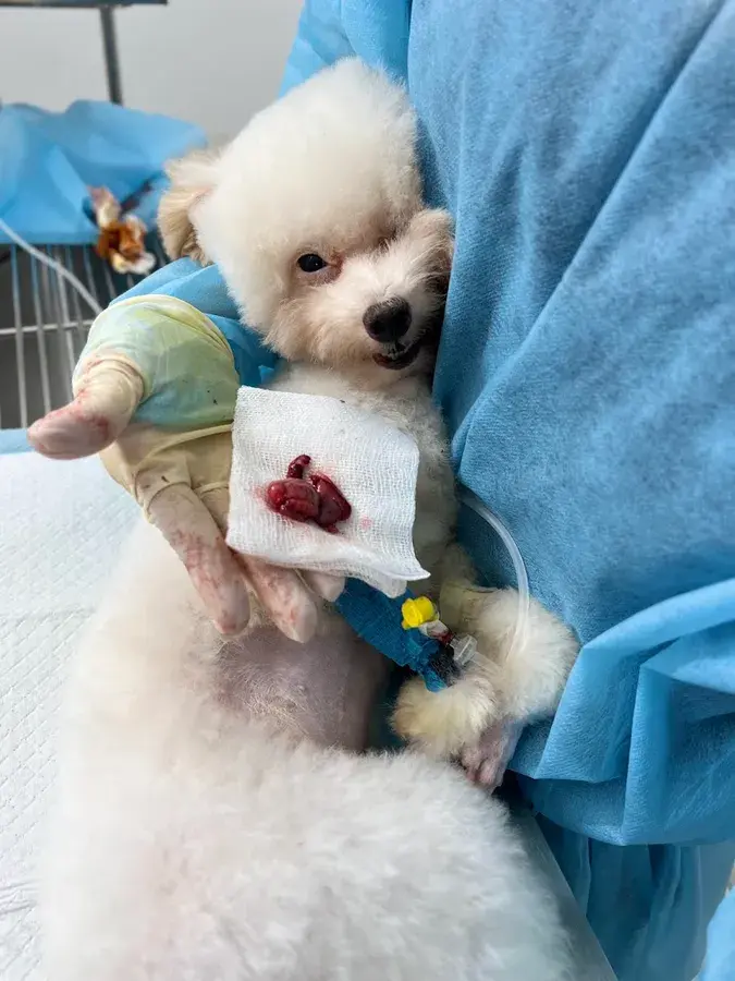 Hình ảnh Thú Y Vet&Pet Bình Thạnh - Dịch vụ Thú Y tận nhà TP. HCM
