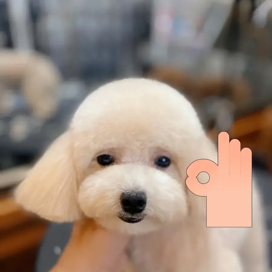 Hình ảnh Ti Pet Shop cắt tỉa spa, đồ chơi thú cưng.