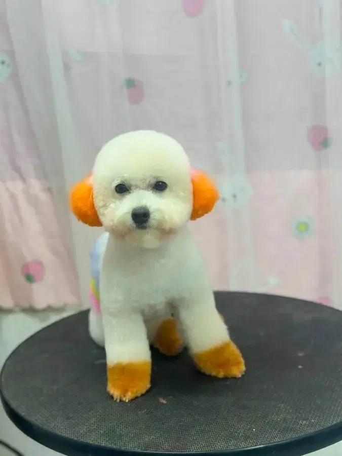 Hình ảnh Tiệm Spa thú cưng Loan Pet
