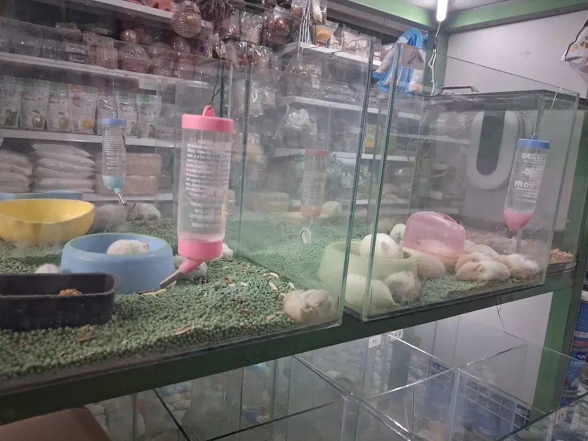 Hình ảnh TL PET SHOP - Cửa hàng Chó Mèo Hamster Dĩ An - Bình Dương