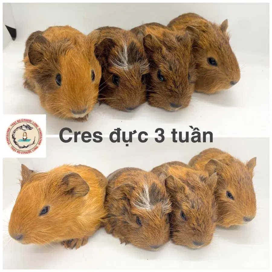 Hình ảnh Trại Bọ Phước Long