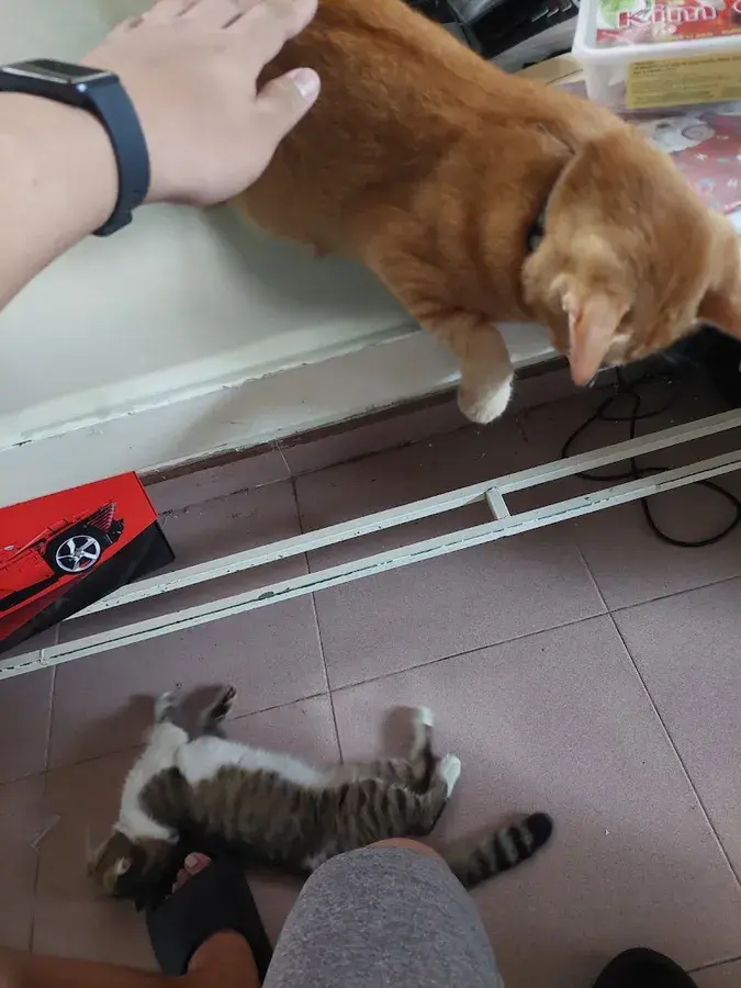 Hình ảnh Trạm Chăn Nuôi Và Thú Y Huyện Hóc Môn