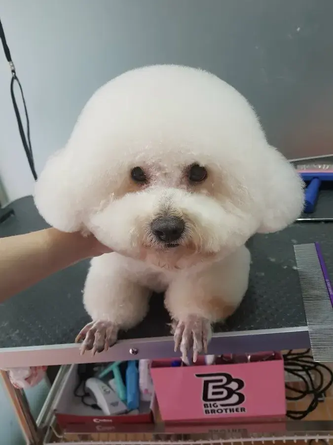 Hình ảnh TRUNG TÂM DỊCH VỤ THÚ CƯNG PKC PET CENTER 1