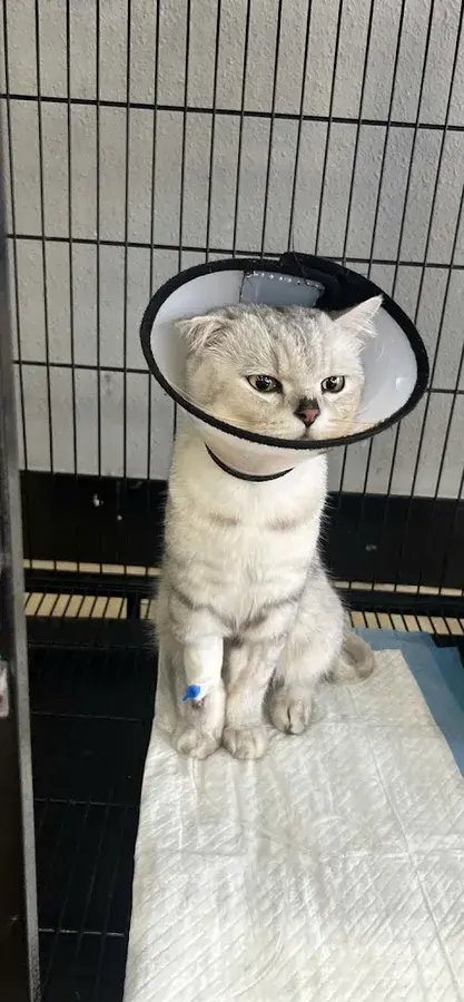 Hình ảnh Trung Tâm Thú Y FullPet Bình Thạnh
