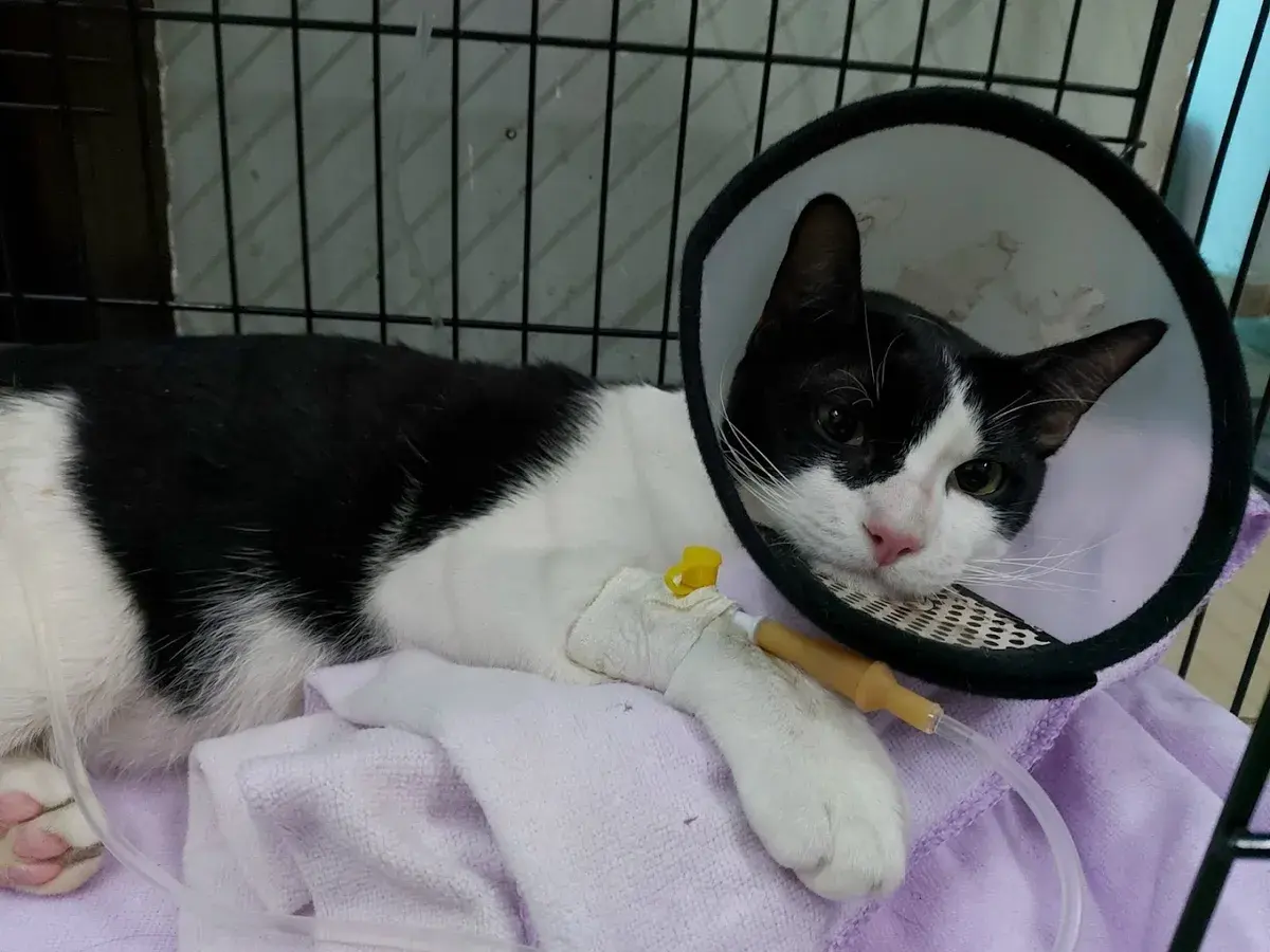 Hình ảnh Trung Tâm Thú Y Sài Gòn (Saigon Animal Medical Center)