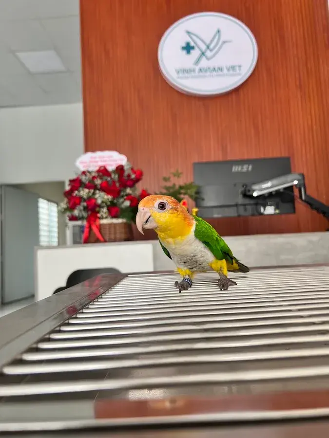 Hình ảnh Vinh Avian Vet - Phòng Khám Thú Y