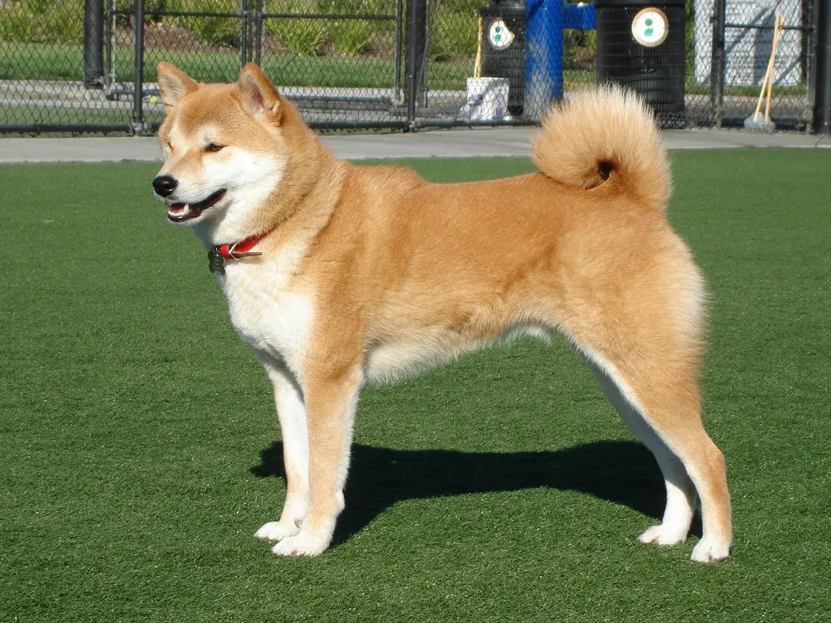 Hình ảnh Vương Quốc Chó SHIBA