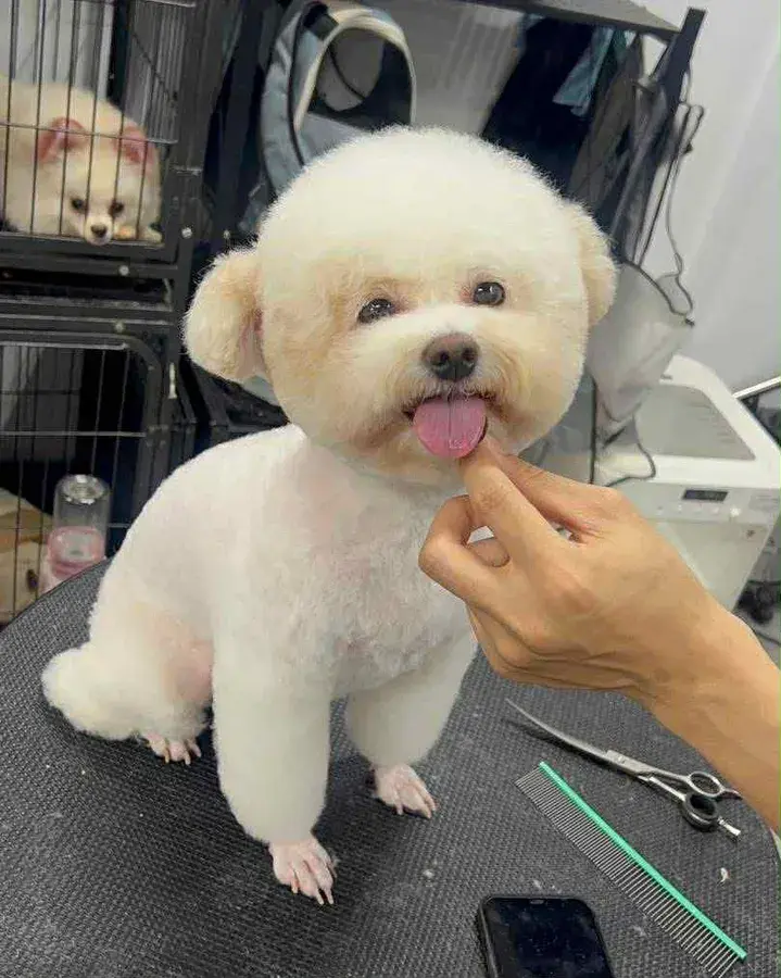 Hình ảnh Yêu Boss - Dịch vụ thú cưng ( Spa pet)