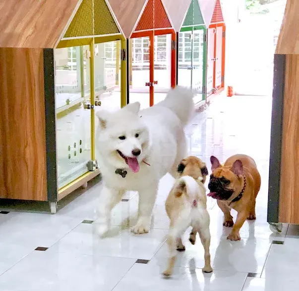 Hình ảnh Yuppy Puppy - Khách Sạn & Spa Thú Cưng